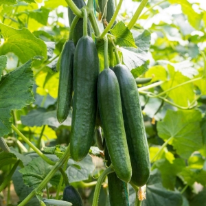 Seedless Cucumber