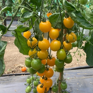 Cherry Tomato Yellow
